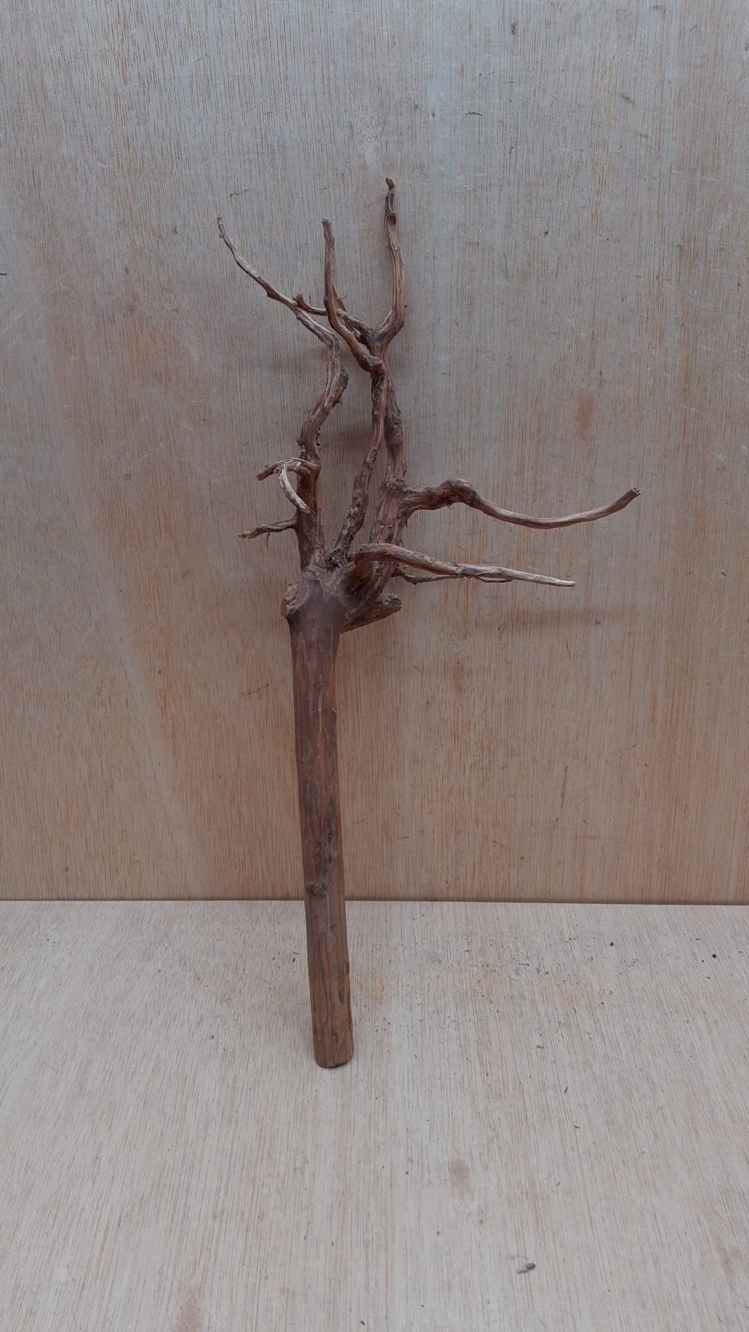Spiderwood Medium 1