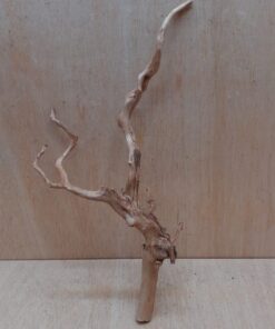 Spiderwood Medium 5