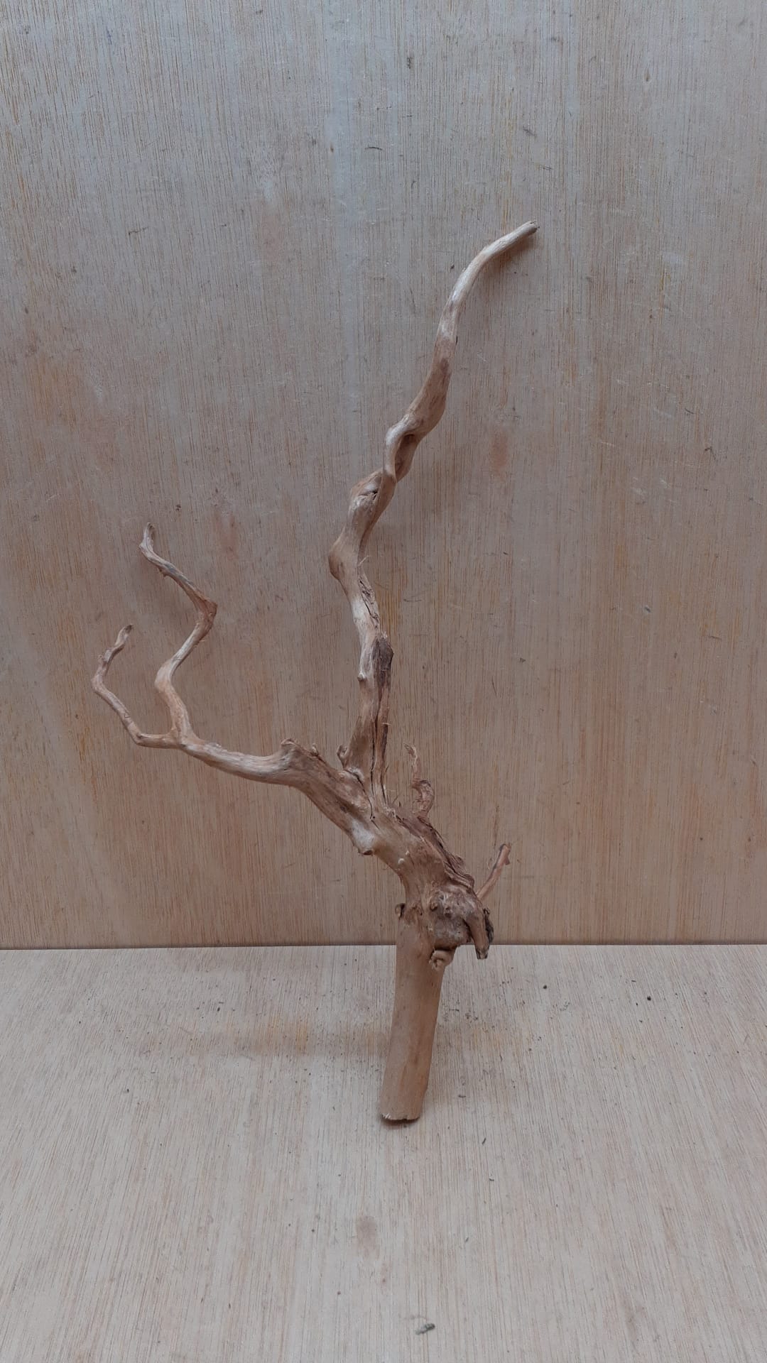 Spiderwood Medium 5