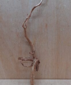 Spiderwood Medium 6