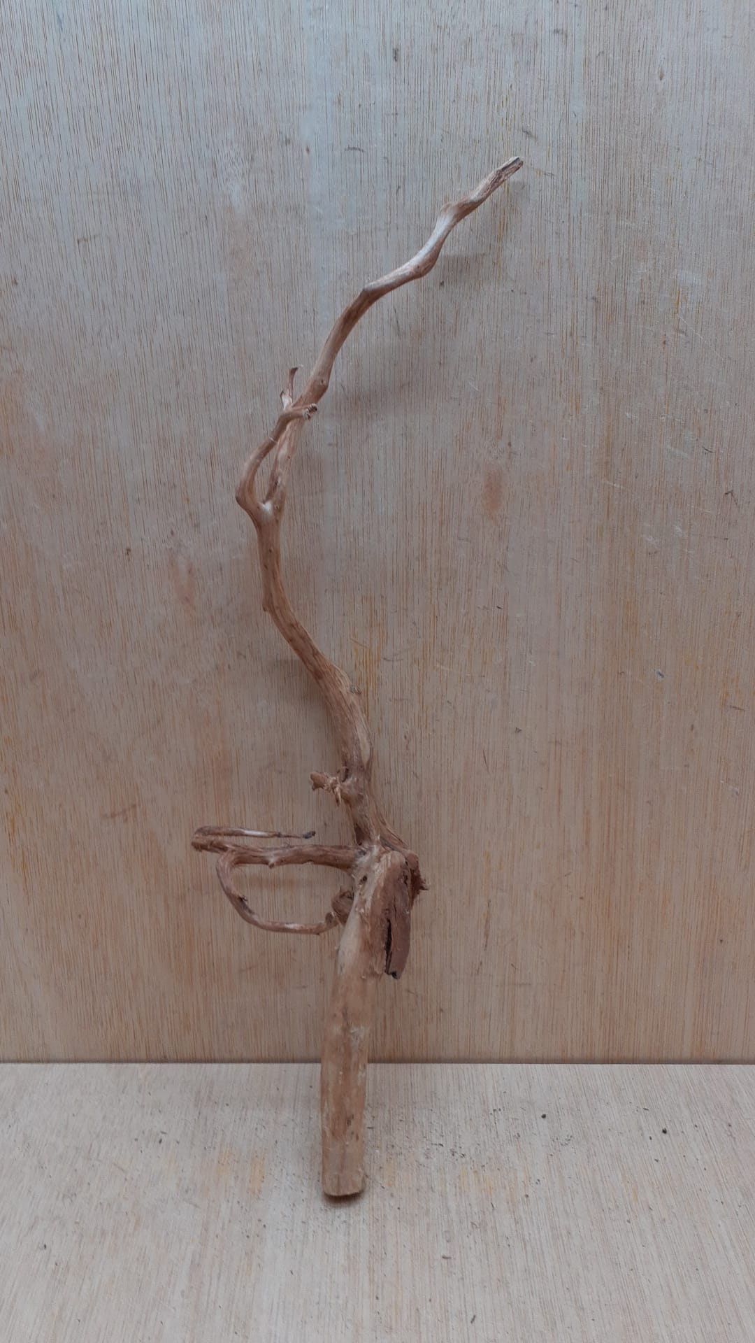 Spiderwood Medium 6