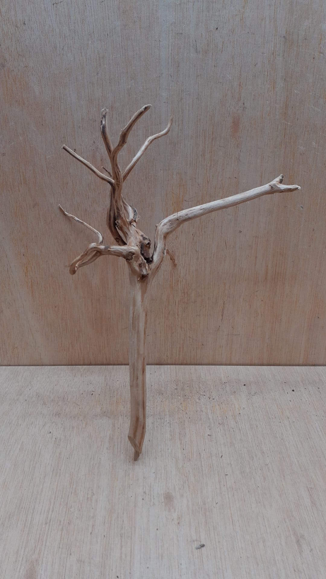 Spiderwood Medium 9