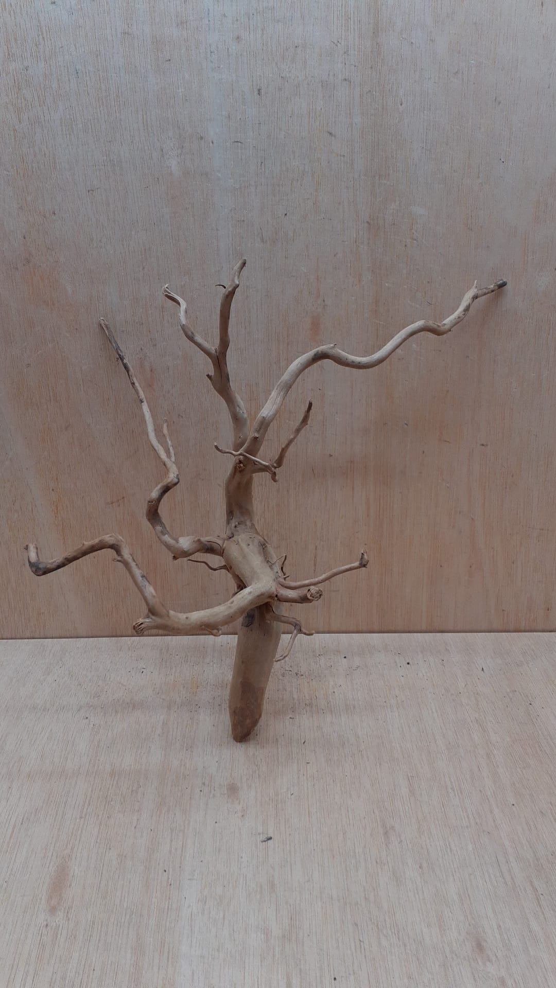 Spiderwood Medium 10