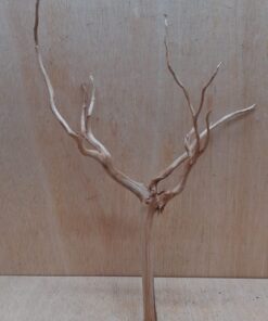 Spiderwood Large 2