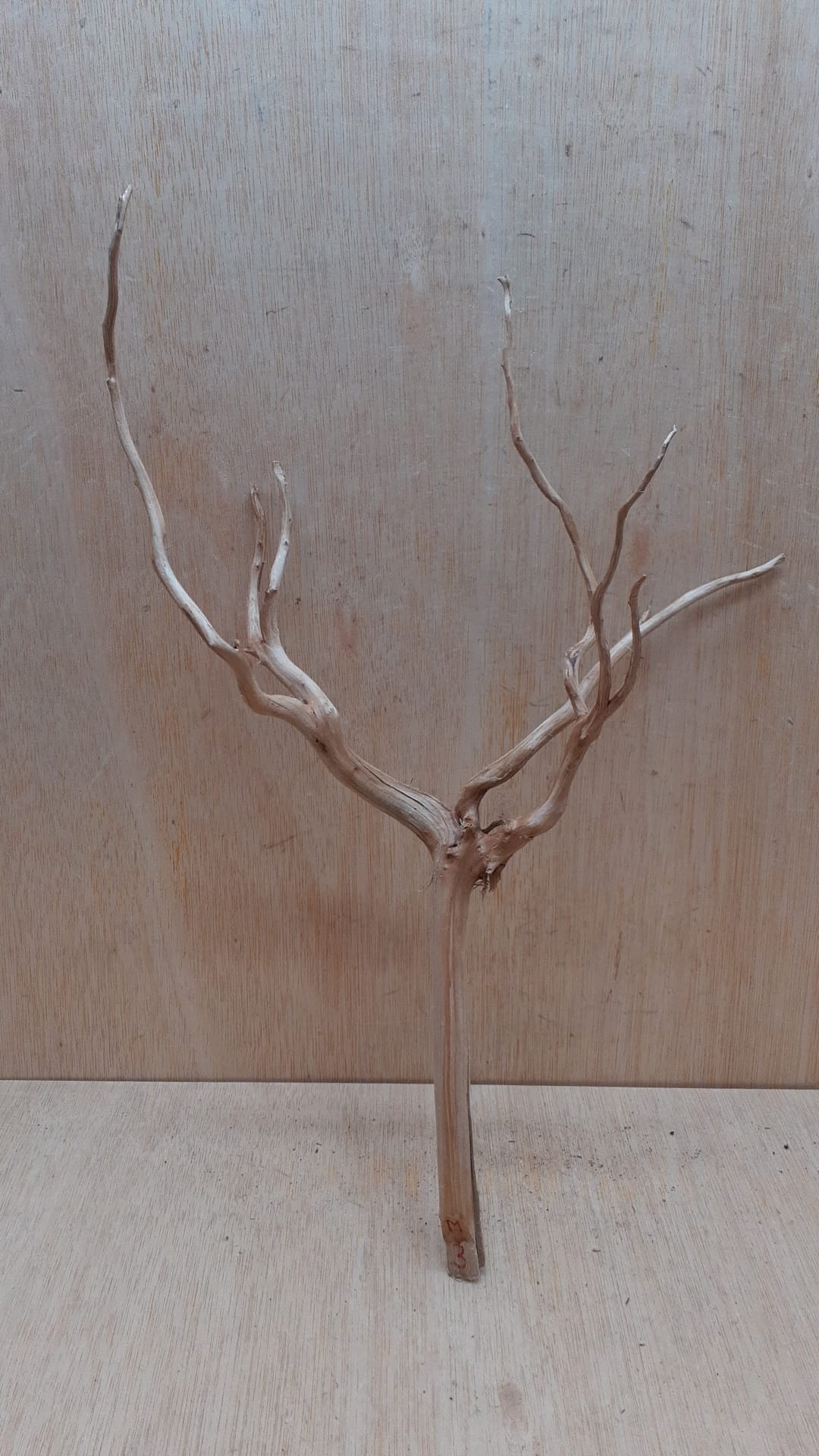 Spiderwood Large 2