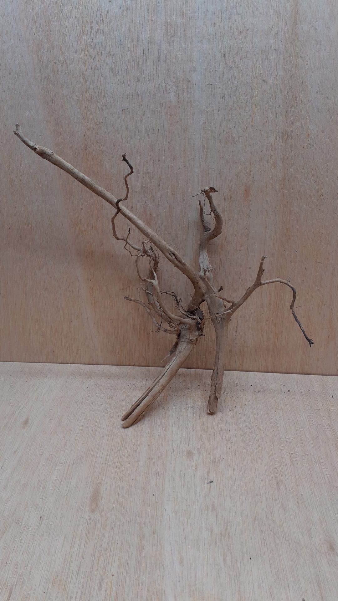 Spiderwood Large 3