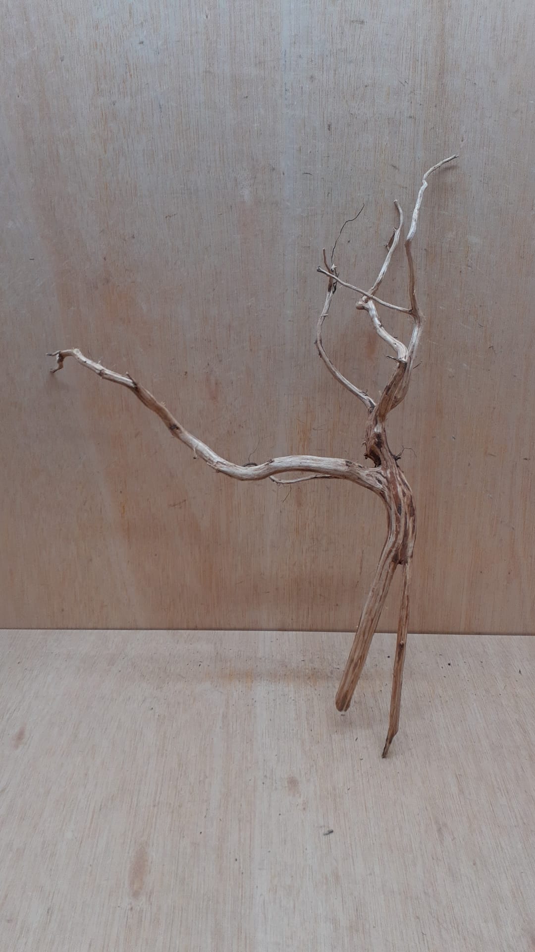 Spiderwood Large 5