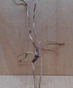 Spiderwood Large 6