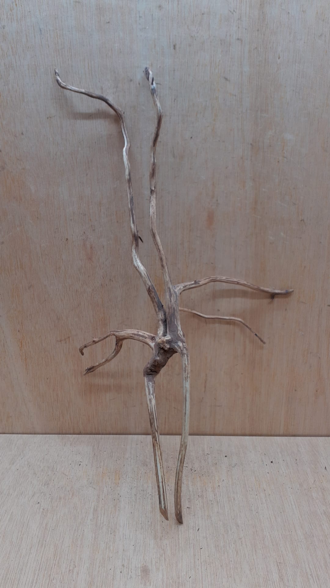 Spiderwood Large 6