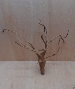 Spiderwood Large 7