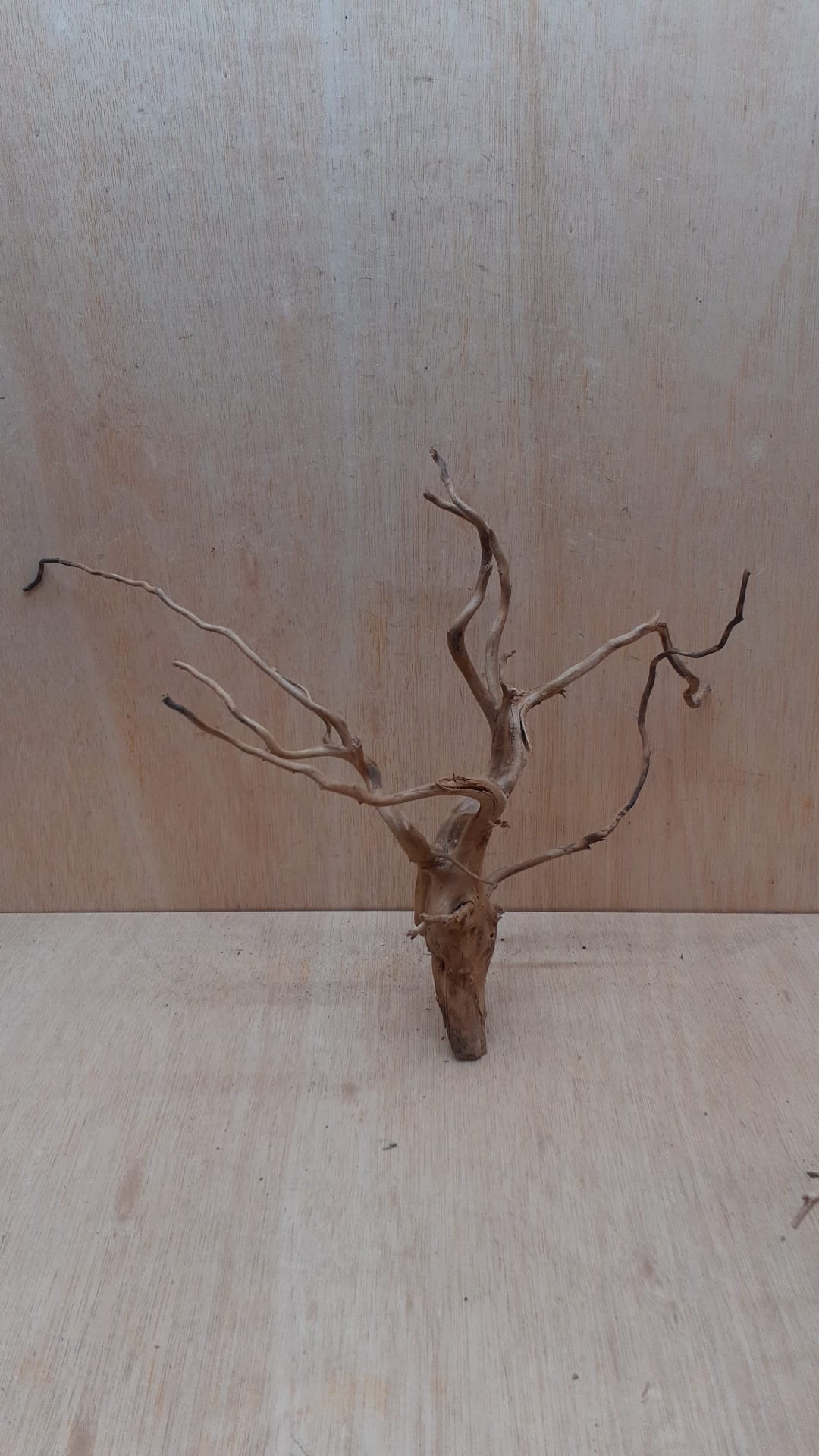 Spiderwood Large 7