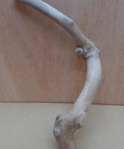 Java Wood - Single Stem - Small 4