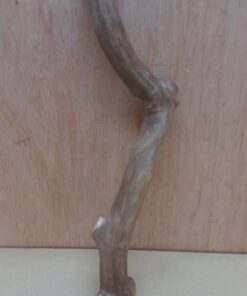 Java Wood - Single Stem - Small 10