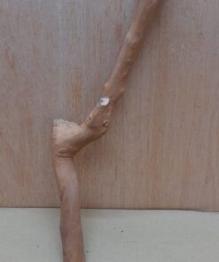 Java Wood - Single Stem - Medium 10