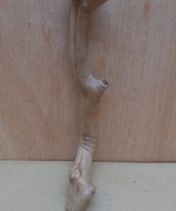 Java Wood - Single Stem - Small 1
