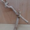 Java Wood - Double Stem - Medium 6