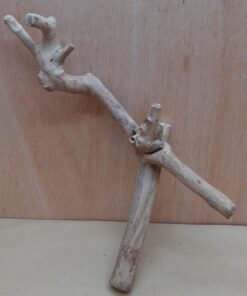 Java Wood - Double Stem - Medium 6