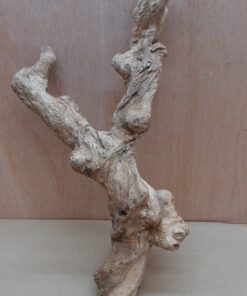 Java Wood - Double Stem - Medium 8