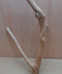 Java Wood - Double Stem - Large 4