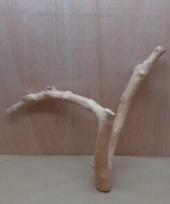 Java Wood - Double Stem - Large 8