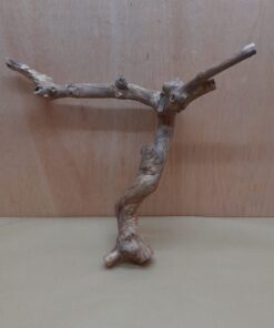 Java Wood - Double Stem - Medium 2