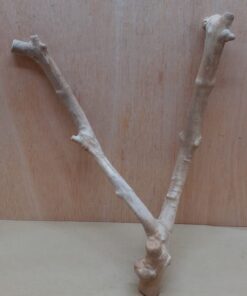 Java Wood - Double Stem - Medium 9