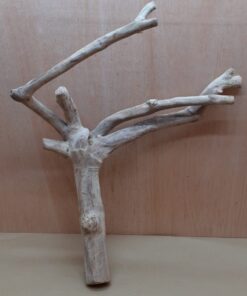 Java Wood - Double Stem - XL 2
