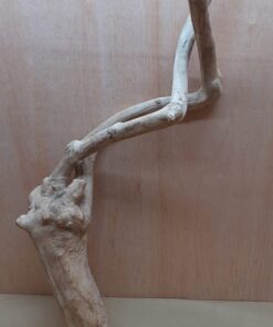 Java Wood - Double Stem - XL 6