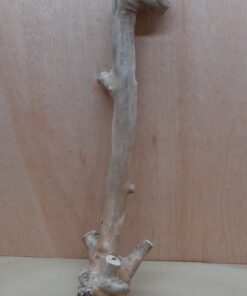 Java Wood - Single Stem - XL 3