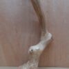 Java Wood - Single Stem - XL 6