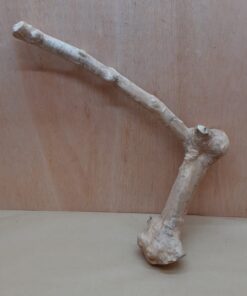 Java Wood - Single Stem - XL 9