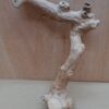Java Wood - Single Stem - Small 6