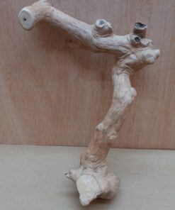 Java Wood - Single Stem - Small 6