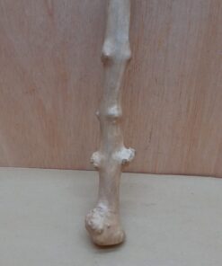 Java Wood - Single Stem - Small 9