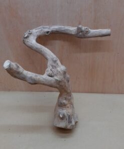 Java Wood - Double Stem - Small 6
