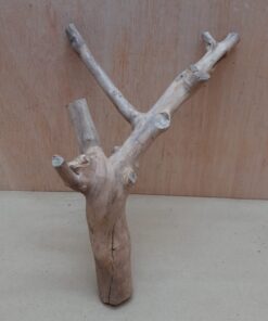 Java Wood - Double Stem - Small 9