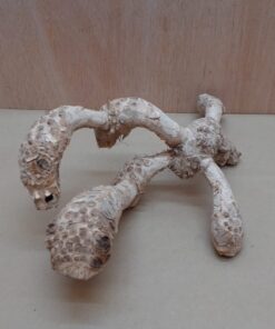 Bamboo Root - Medium - 9