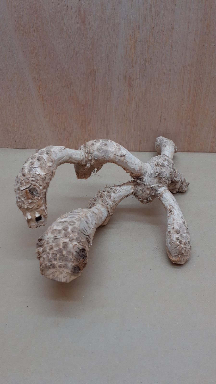 Bamboo Root - Medium - 9