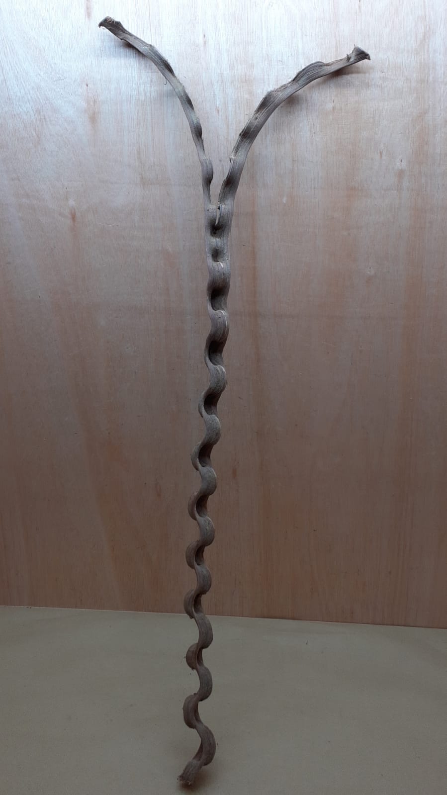Monkey Ladder Liana - Long - 3