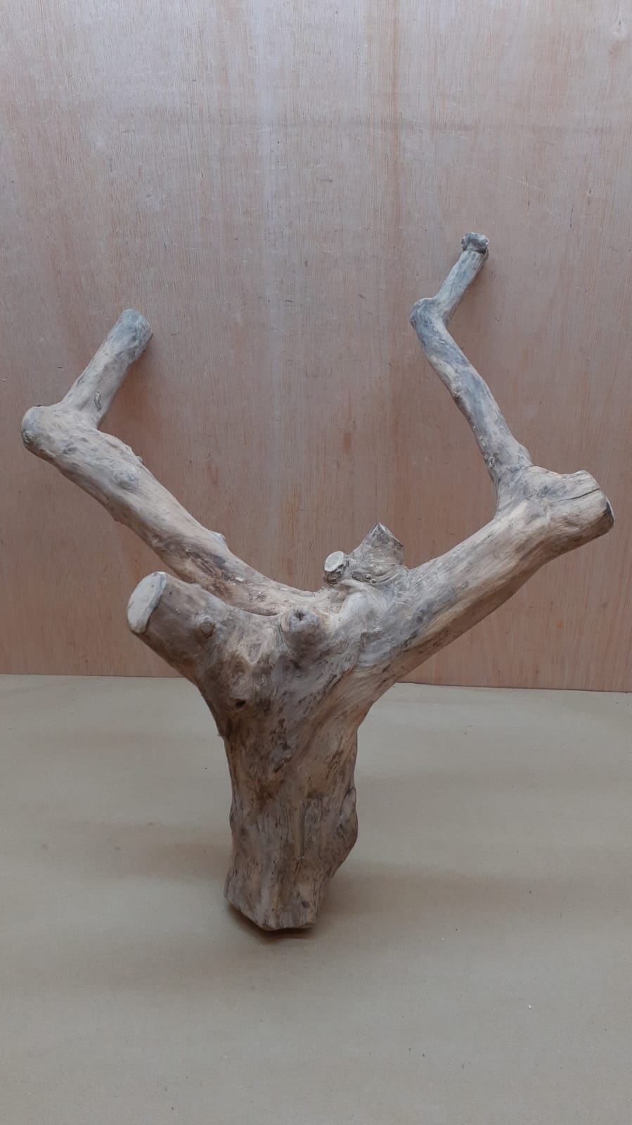 Java Wood - Double Stem - XL 1