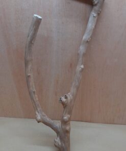 Java Wood - Double Stem - XL 4