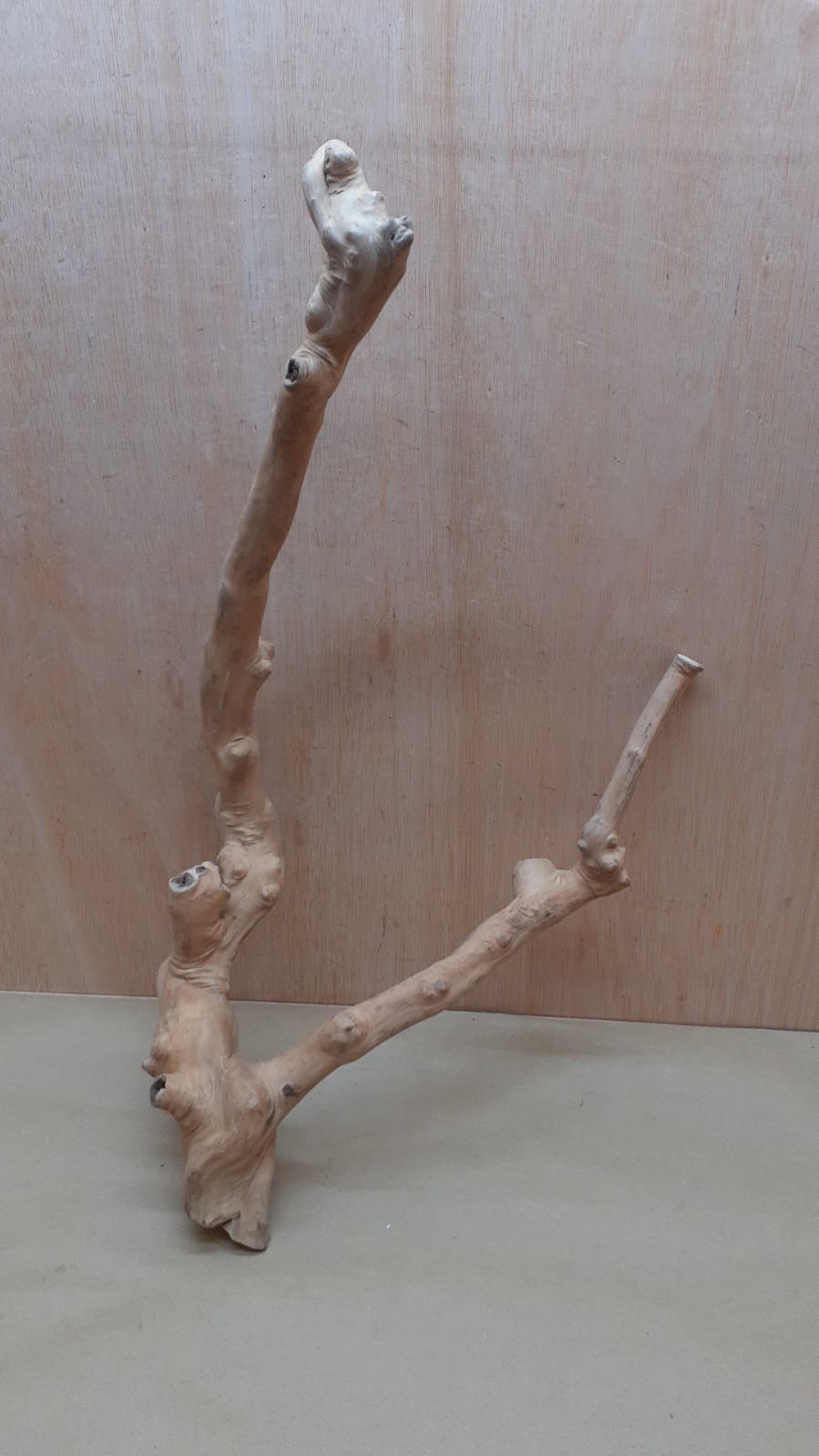 Java Wood - Double Stem - XL 7