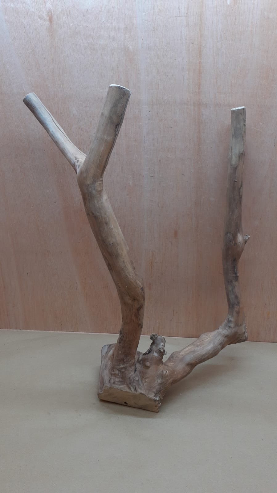Java Wood - Double Stem - XL 9