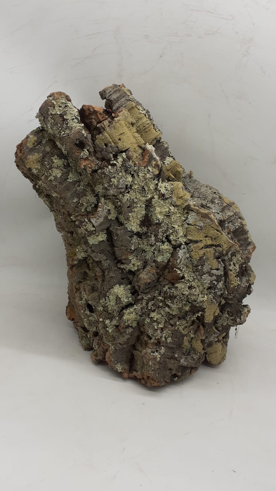 Large Cork Tube - 40-60cm - 10