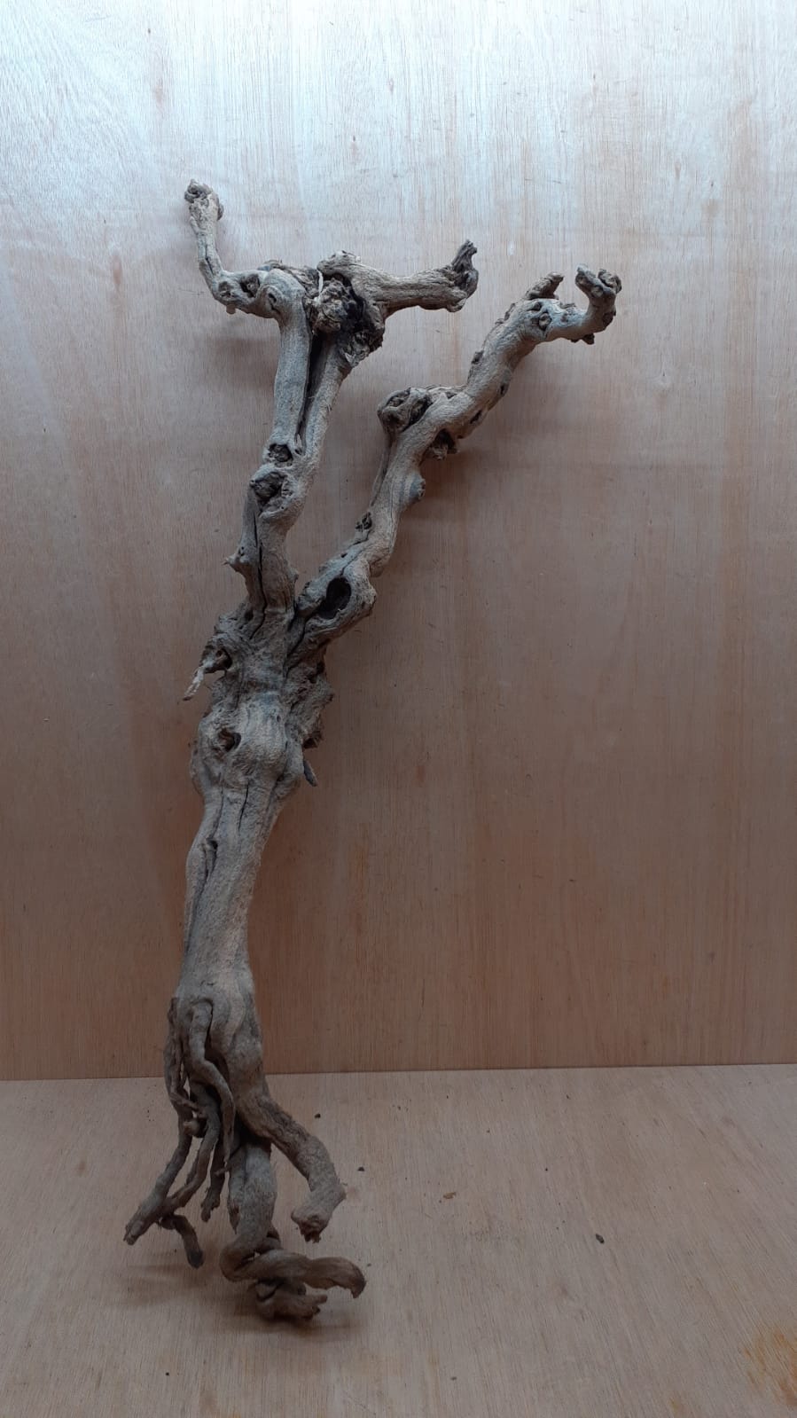 Sandblasted Grapevine - XL 16