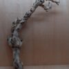 Sandblasted Grapevine - XL 17