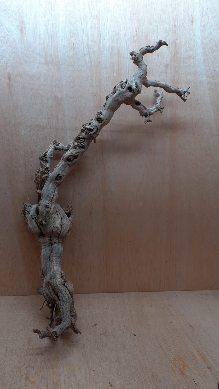 Sandblasted Grapevine - XL 17