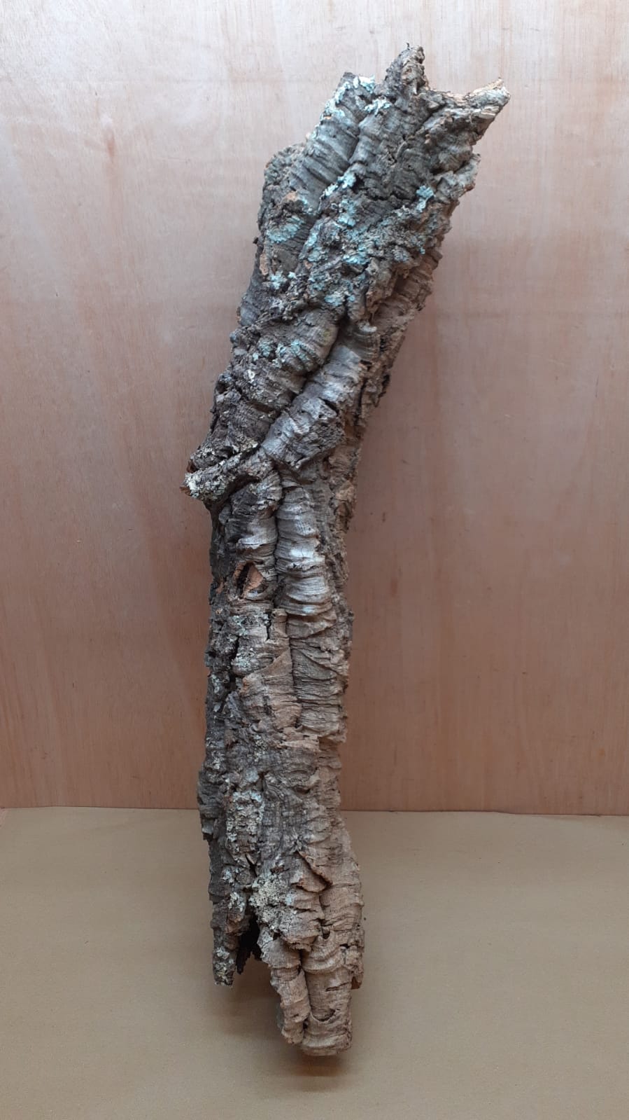 Medium Cork Tube - 60-80cm - 5