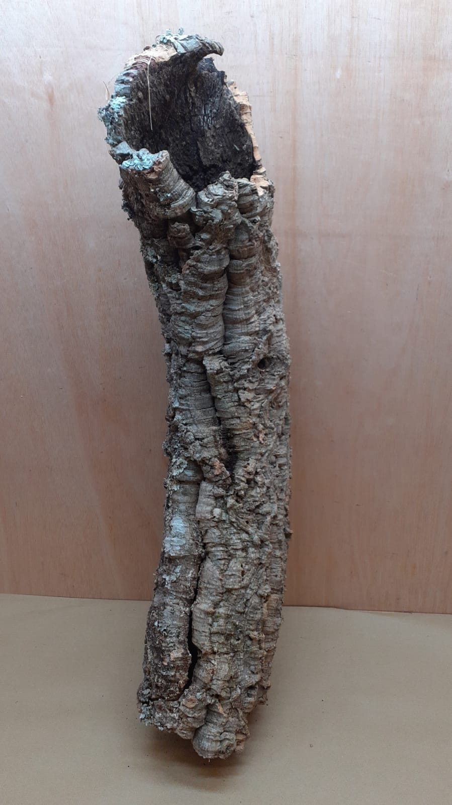 Medium Cork Tube - 60-80cm - 13