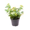 Ficus Pumila 'Green Sunny' - Small - Creeping Fig